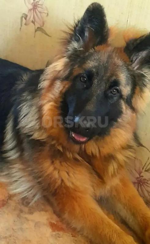 Продам щенка немецкой овчарки, родился 17.04.2026, мальчик. - Орск