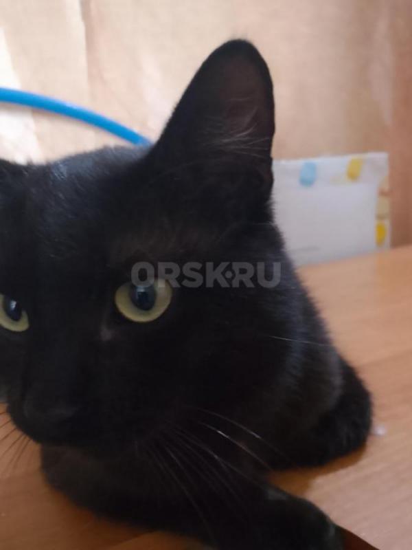 Красивый чёрный котик. 7 месяцев. - Орск