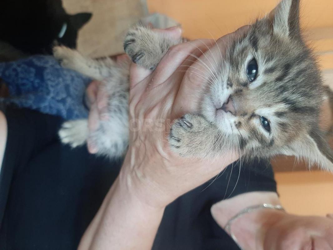 Отдам 3 котят, мальчик темненький и 2  девочки- серенькие, маленькие, начали есть все натуральное, и - Орск