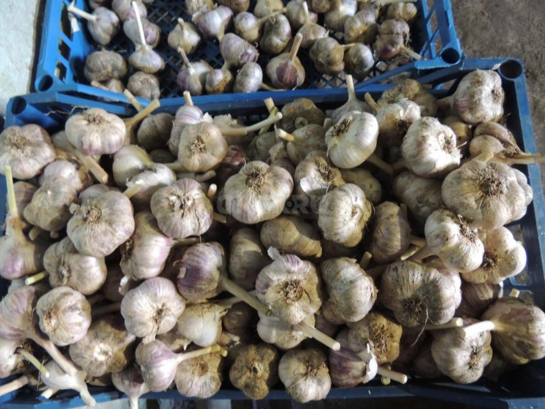 Крупный чеснок для хранения , заготовок и посадки - Новотроицк