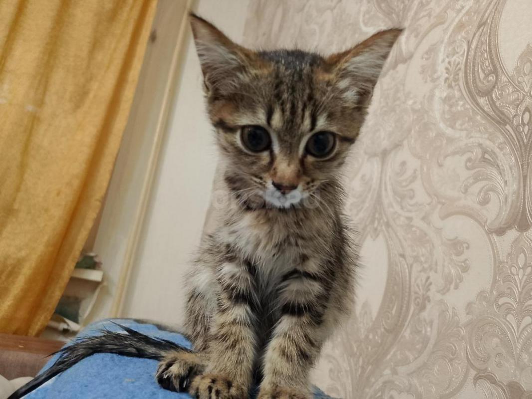 Отдаём котёнка в хорошие руки. - Орск