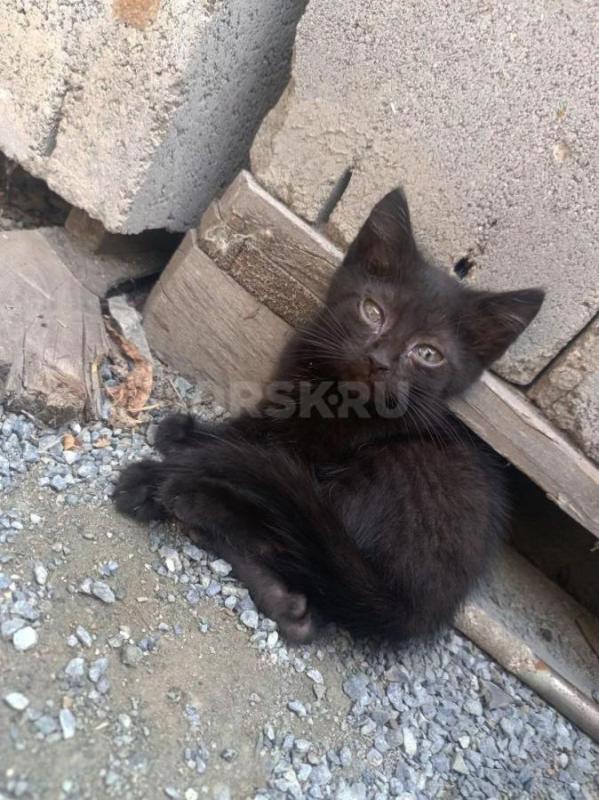 Отдам бесплатно котят в хорошие руки 
Кошка мама британская, отец нет
2 котенка 
мальчики - Орск