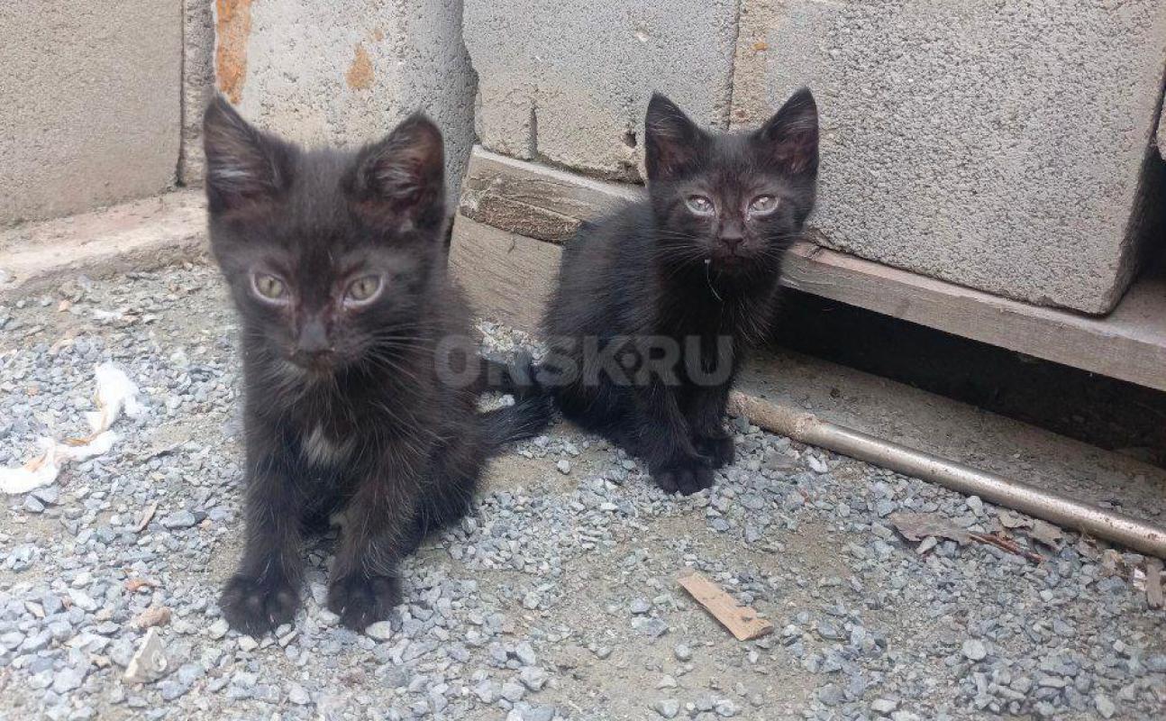 Отдам бесплатно котят в хорошие руки 
Кошка мама британская, отец нет
2 котенка 
мальчики - Орск