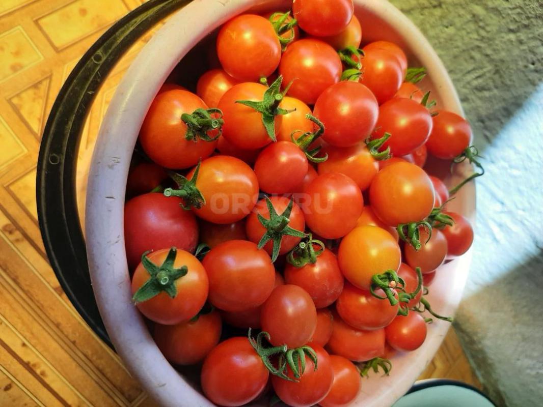 Продам помидоры со своего огорода. - Орск