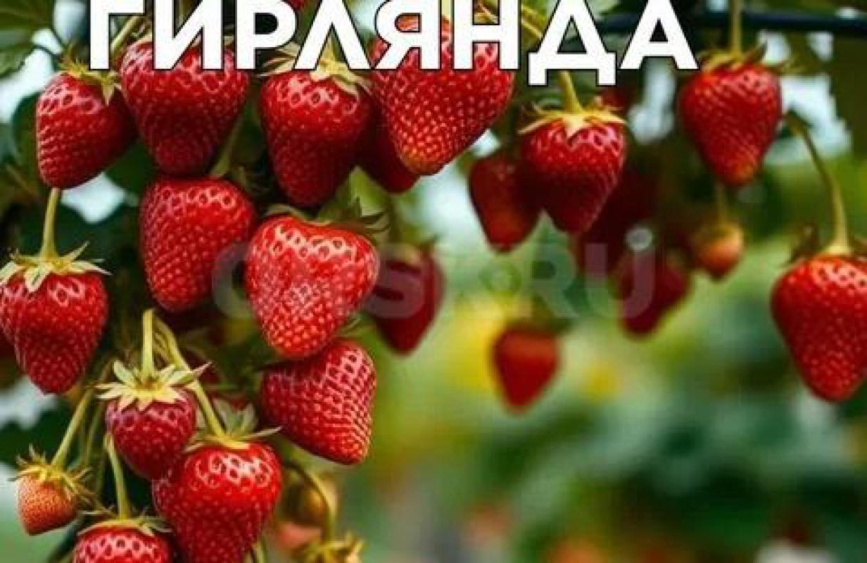 Рассада ремонтантной (с ягодами всё лето) клубники: «Елизавета», «Гирлянда». - Орск