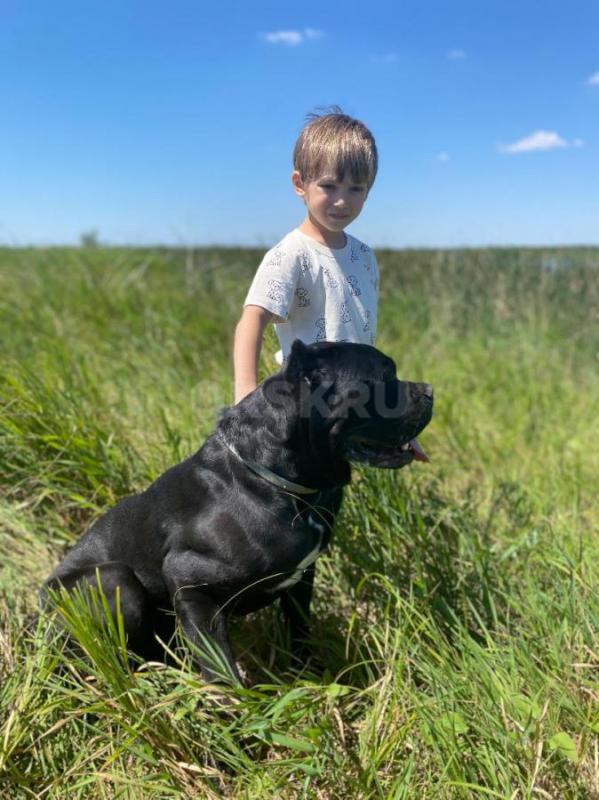 Продам чистокровных щенков породы итальянский кане корсо . - Орск