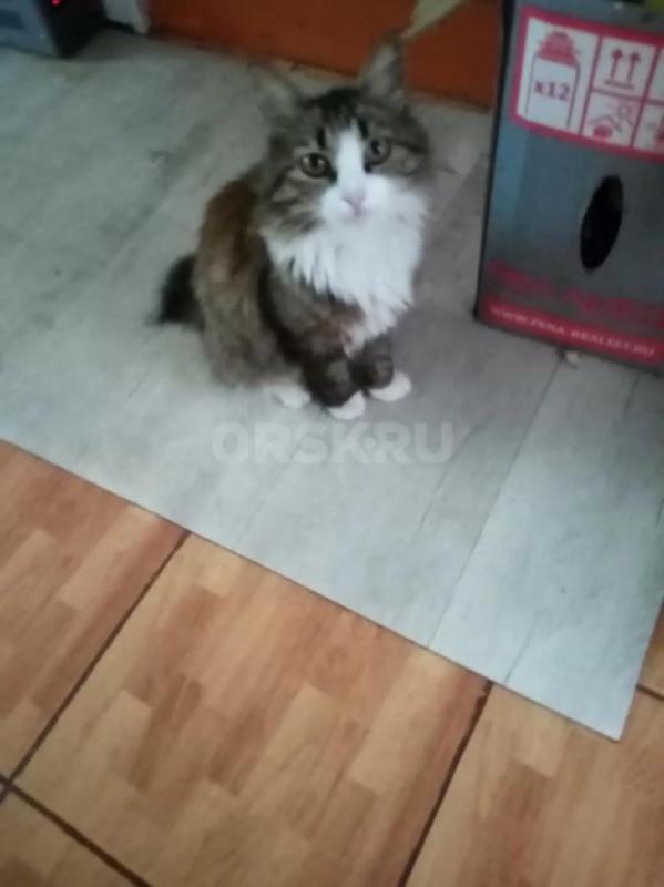 Отдадим в хорошие руки котят: 1 фото- мальчики 3 мес, 2 фото- девочка 2 мес,  Кушают все, к туалету - Орск