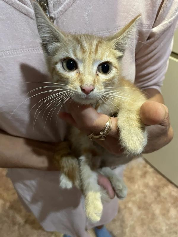 Котёнок мальчик, к подъезду подкинули домашнего котёнка, очень спокойный, возраст 1 мес. - Новотроицк