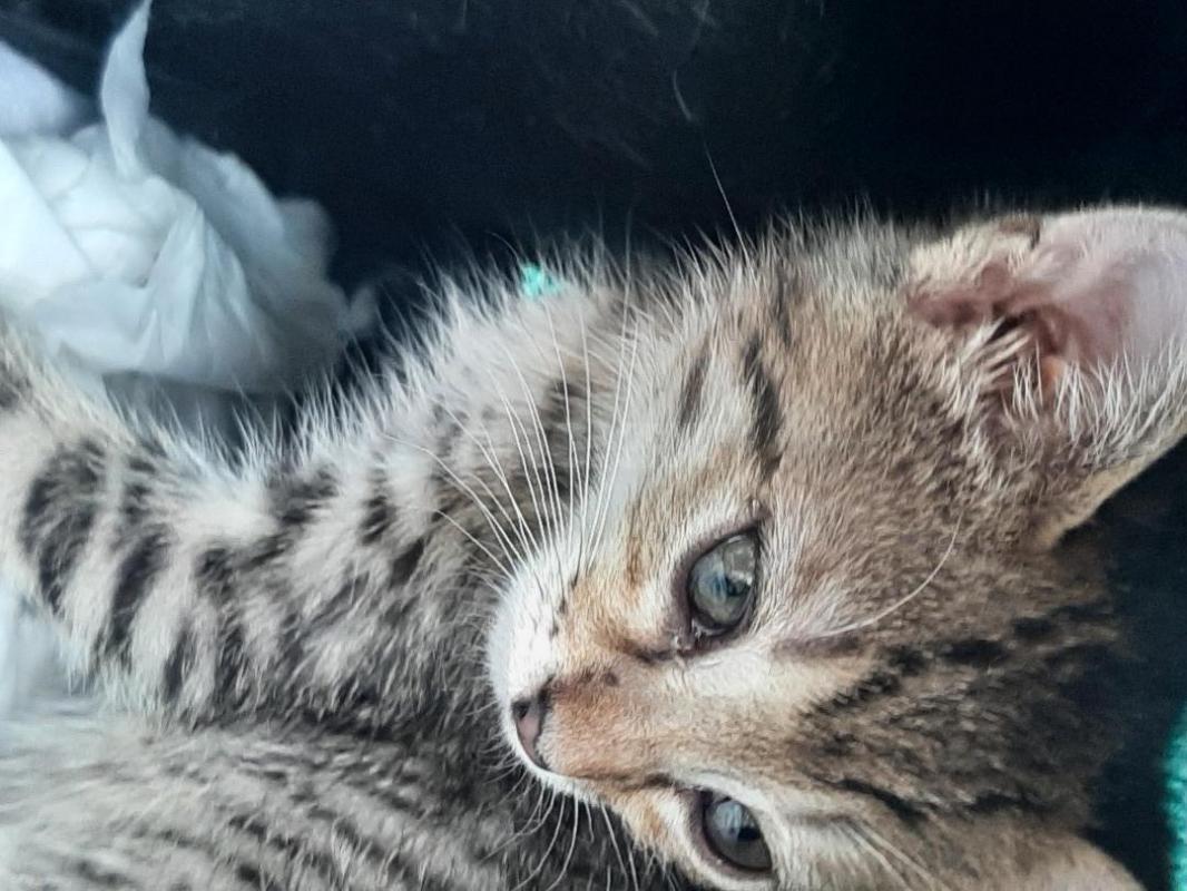 Котята, мальчик и 2 девочки, около 2 месяцев, едят  все натуральное, к горшку приучены, игручие, лас - Орск