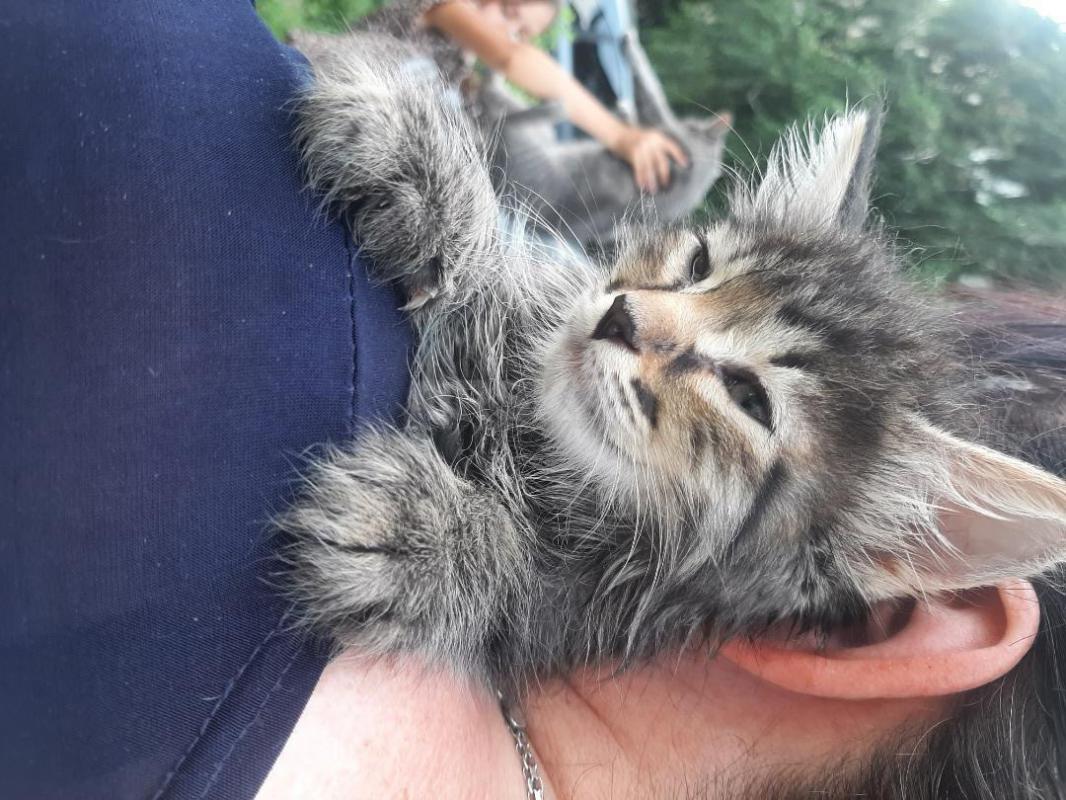 Котята, мальчик и 2 девочки, около 2 месяцев, едят  все натуральное, к горшку приучены, игручие, лас - Орск