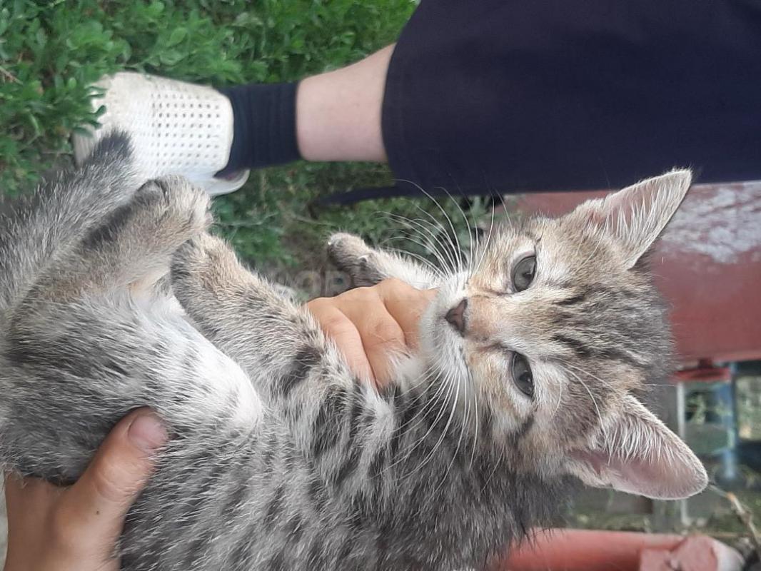 Котята, мальчик и 2 девочки, около 2 месяцев, едят  все натуральное, к горшку приучены, игручие, лас - Орск