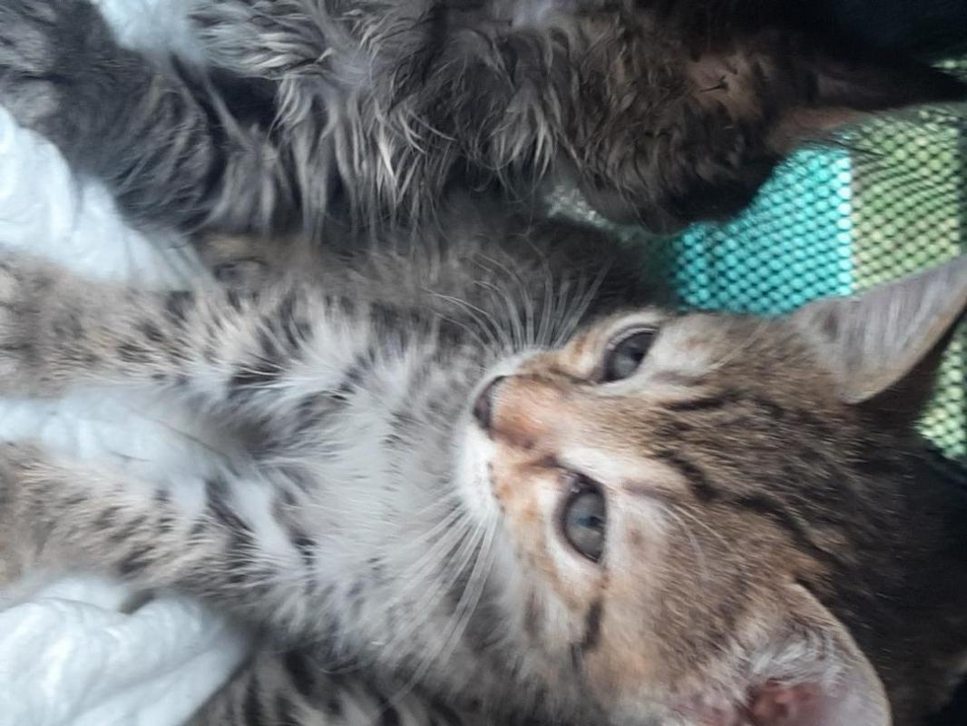 Котята, мальчик и 2 девочки, около 2 месяцев, едят  все натуральное, к горшку приучены, игручие, лас - Орск