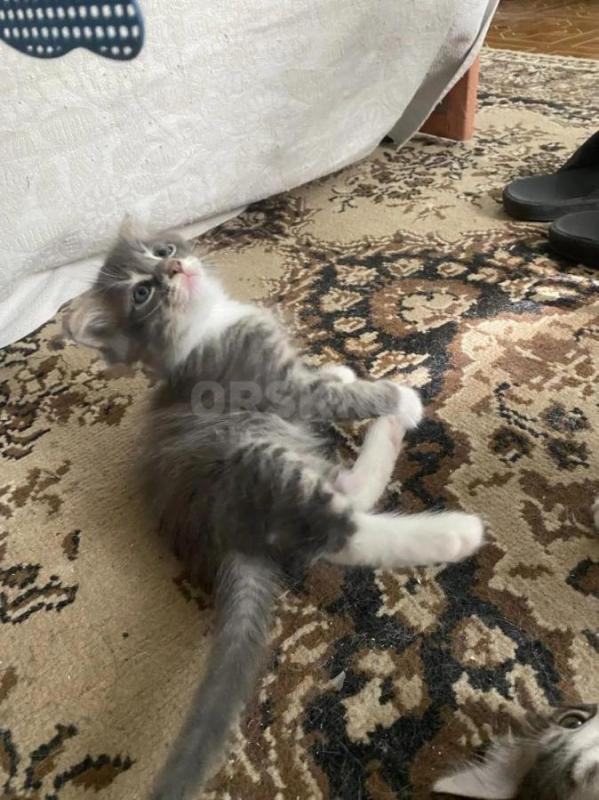 Раздам вислоухих котят и одного самого смышлёного- местного котенка... - Орск