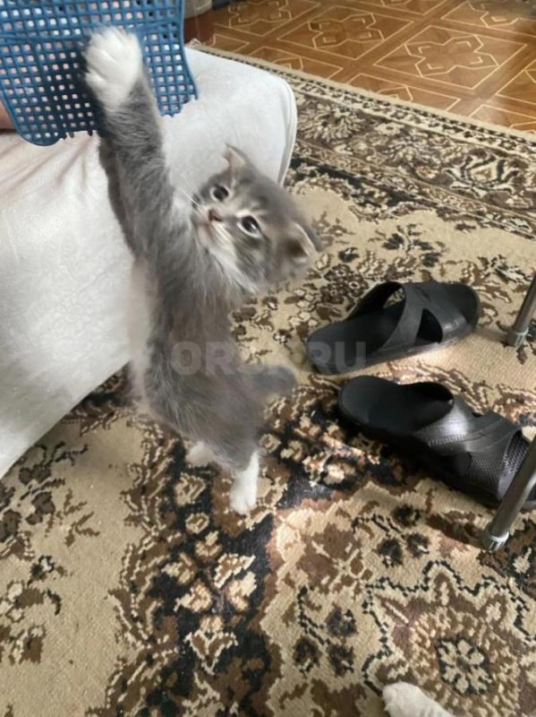 Раздам вислоухих котят и одного самого смышлёного- местного котенка... - Орск