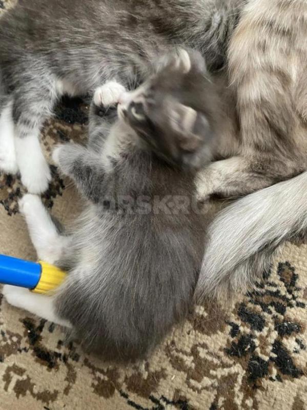 Раздам вислоухих котят и одного самого смышлёного- местного котенка... - Орск