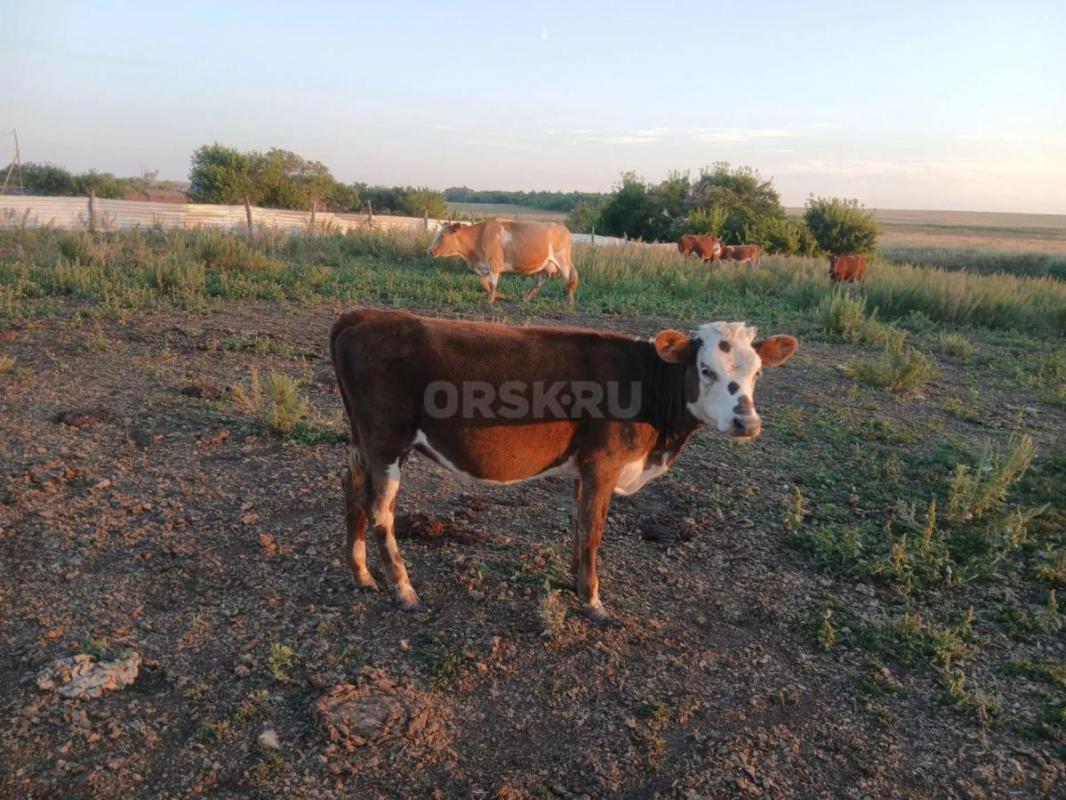 Продам тёлки 8 голов  мести продаю . - Орск