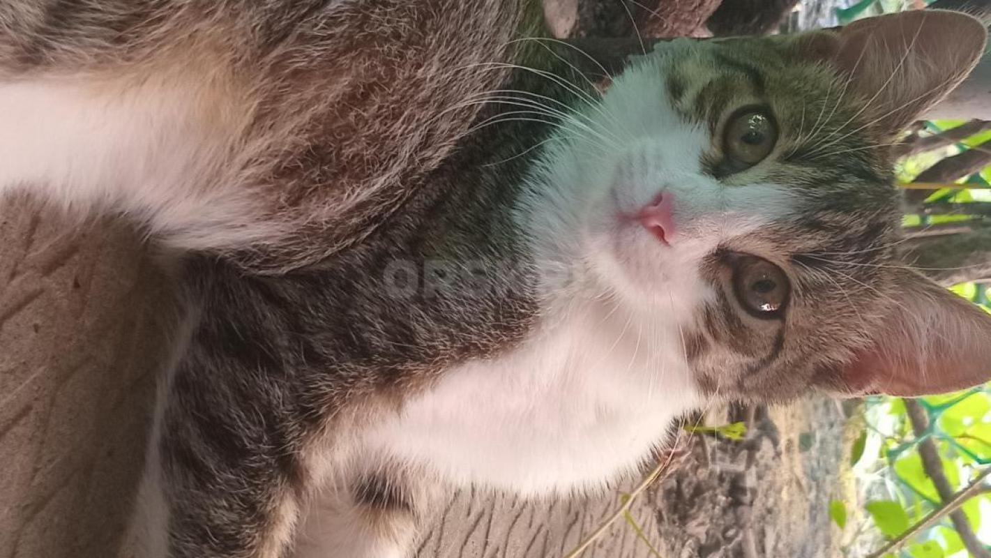 Отдам в добрые руки нуждающимся в душевном спокойствии и бескорыстной любви любого из трех ласковых - Орск