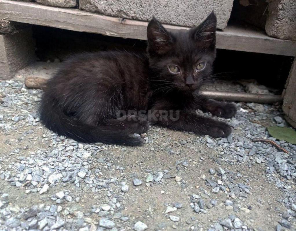Отдам котят бесплатно в добрые руки
2 мальчика, к лотку приучены, едят сами - Орск