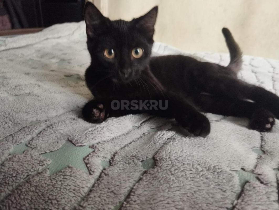 Маленький шкодный котенок ищет дом и заботливых и любящих хозяев. - Орск