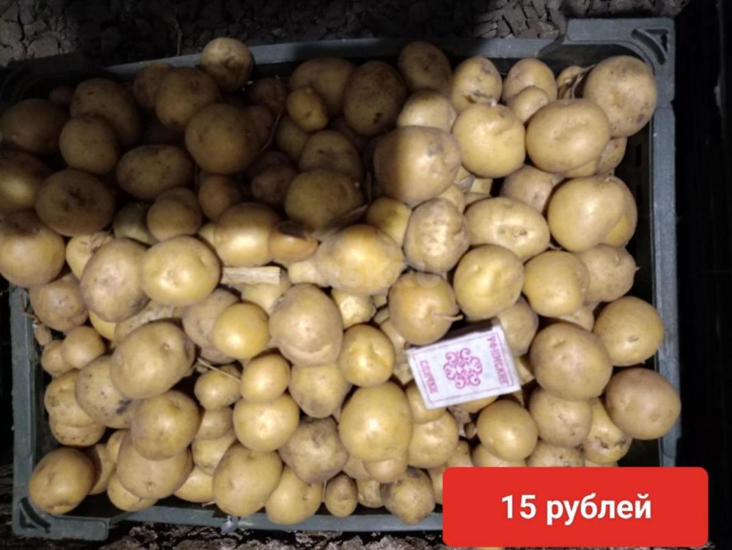 Домашний картофель. - Орск