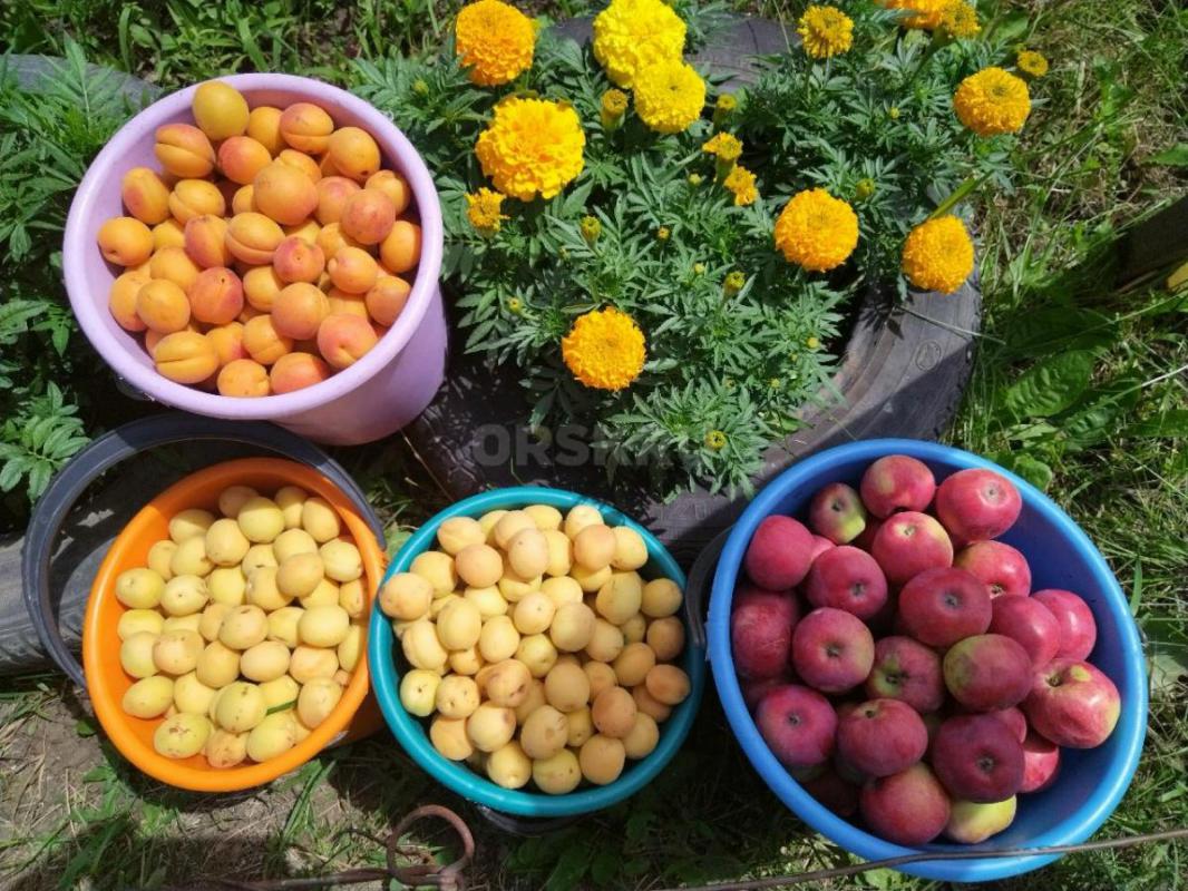 Продам в сентябре сад, после сбора урожая и уборки. - Орск