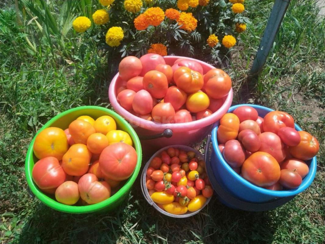Продам в сентябре сад, после сбора урожая и уборки. - Орск
