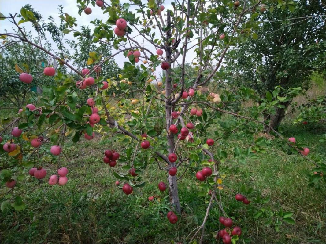 Продам в сентябре сад, после сбора урожая и уборки. - Орск