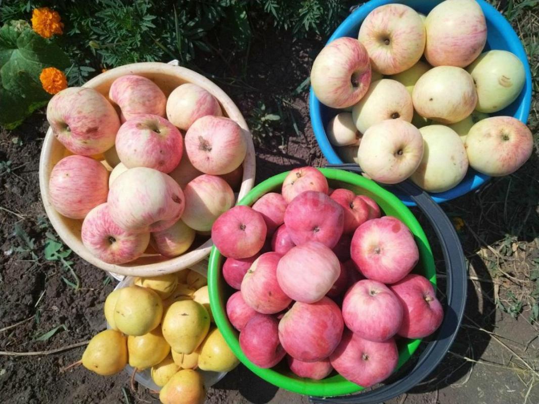 Продам в сентябре сад, после сбора урожая и уборки. - Орск