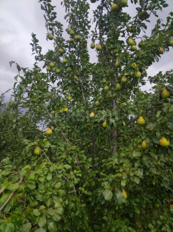 Продам в сентябре сад, после сбора урожая и уборки. - Орск