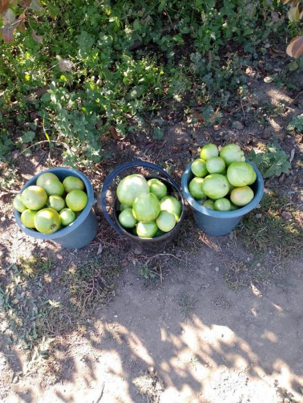 Продам помидоры спелые  1 кг -150 руб. - Орск