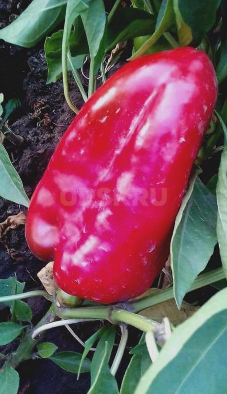 Продам перец болгарский сладкий. - Орск