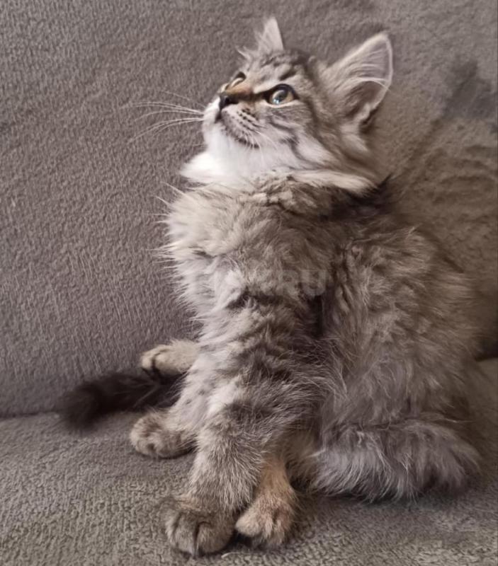 Отдам в заботливые руки маленьких шкодных котят. - Орск