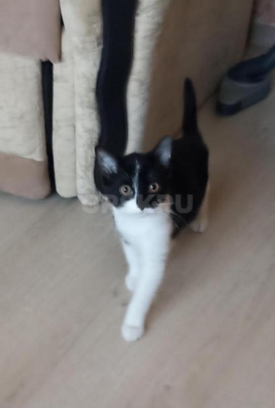 Срочно  ищут дом четыре котëнка.. - Орск