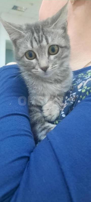 Отдам котят в хорошие руки. 4 месяца кушают всё. - Орск